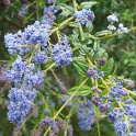 Ceanothus thyrsiflorus 'Cascade' P19 (2)